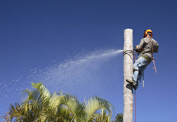 Seasonal Cleanup (Spring/Fall) in St Pete Beach, FL