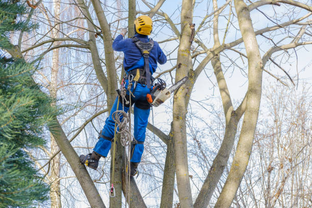 Best Tree Disease Treatment  in St Pete Beach, FL